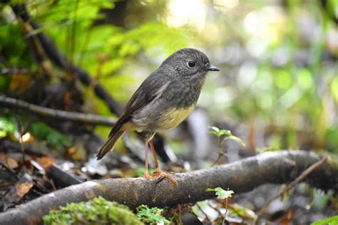 10 New Zealand Birds That You're Likely to See - NZ Pocket Guide #1 New Zealand Travel Guide