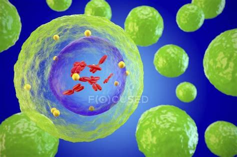 Lymphocyte white blood cells — medical illustration, concept - Stock Photo | #161673976