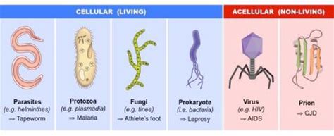 Fungi Are Pathogens Essay Examples & Outline