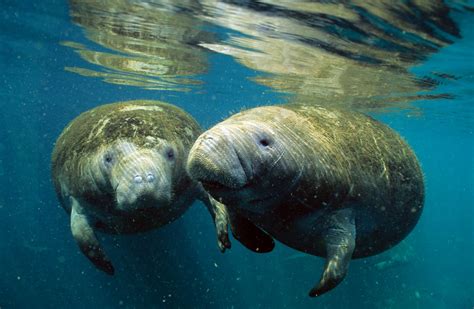 Manatee - Marine Restoration Foundation