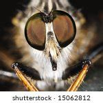 Fly Face Free Stock Photo - Public Domain Pictures