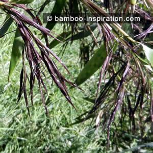 Bamboo Flowering