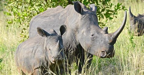 Rhino habitat considered for proposed EG zoo : r/ElkGrove