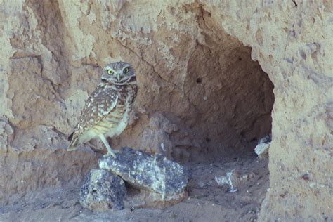 Burrowing Owl | Adult at entrance to nest burrow in side of … | Flickr