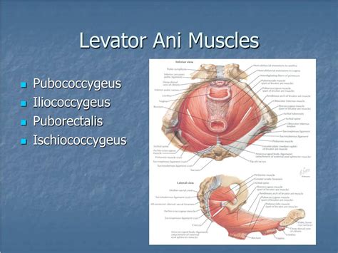 PPT - Pelvic Floor Anatomy PowerPoint Presentation - ID:161220