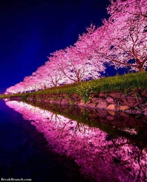 Cherry Blossoms (Sakura) in Japan - BreakBrunch