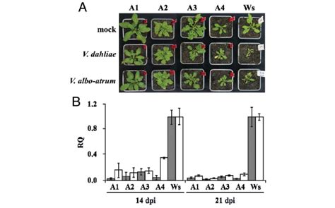 Activation-tagged Arabidopsis mutants are more resistant to... | Download Scientific Diagram