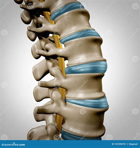 Human Spine Anatomy Section Stock Illustration - Illustration of posture, backache: 107390701