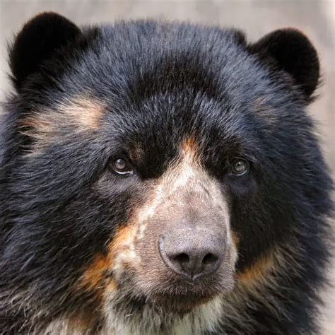 Spectacled Bear - Facts, Diet, Habitat & Pictures on Animalia.bio