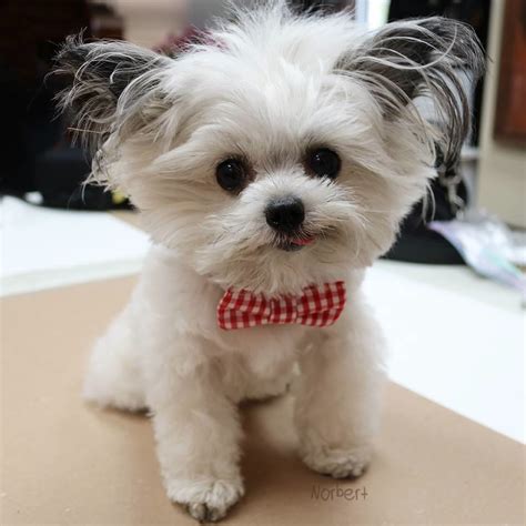 15 Adorable Photos of Norbert the Dog