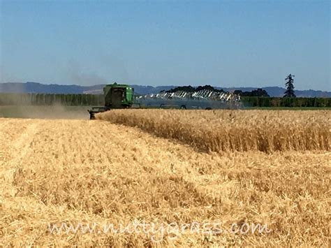 Wheat harvest – NuttyGrass