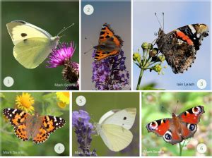 The NHBS Guide to UK Butterfly Identification