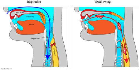 C.2. Upper Respiratory Airways