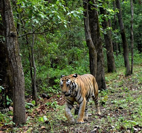 Tigers Of Kanha National Park | Kanha Tiger Safari