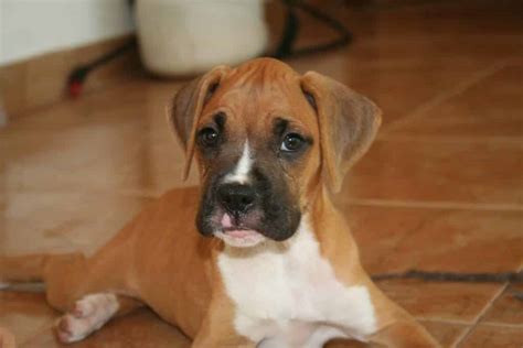 Boxer Puppies | Boxer Dog Puppy Size, Lifespan, Personality and More