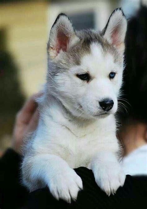 Pin de José Adolfo en Animales, seres hermosos | Perros husky bebes, Perro husky siberiano ...