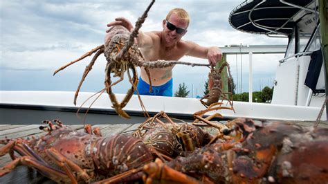 Florida lobster mini-season is July 28-29. TCPalm pro tips for safety.