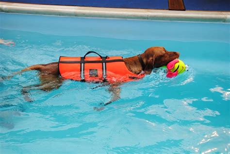 Swimming For Dogs: What You Need To Know