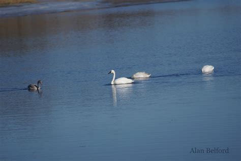 Birding Along the St. Lawrence River | Visit Malone