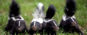 🦨 Skunk emoji Meaning | Dictionary.com