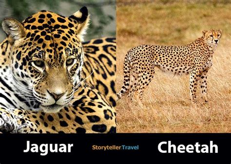 The post Jaguar vs Cheetah: 8 Key Differences Compared (Markings, Habitat, etc) first appeared ...