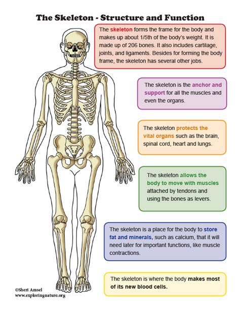 Skeleton - Structure and Function Mini-Poster