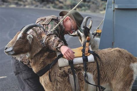 Goats Help Carry the Load During Hiking Trips - North American Packgoat ...