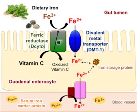 New Strategy for Prevention of Iron Deficiency Anemia: Understanding the role of vitamin C in ...