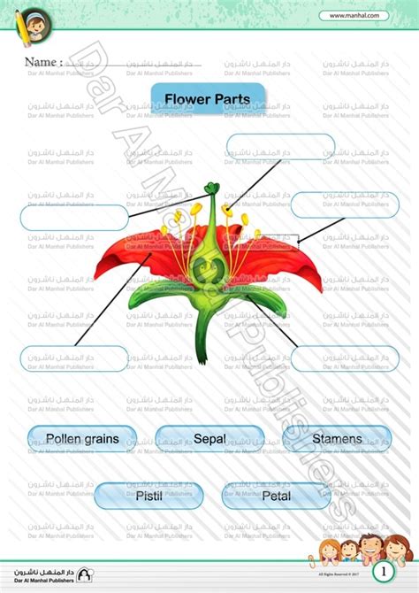 The Flower Parts | Science WorkSheets