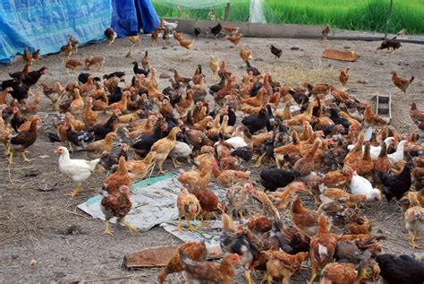 Cara Beternak Ayam Kampung Seputarsulawesi - Cara Ternak