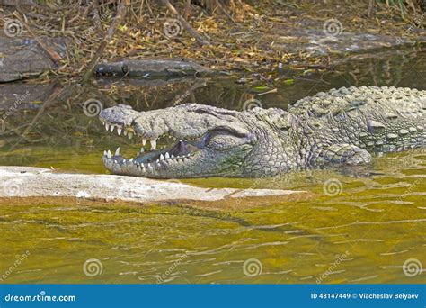 Indian crocodile stock image. Image of wild, nature, dangerous - 48147449