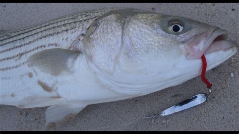 Striped Bass Surfcasting with Tin Lures - YouTube