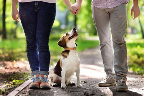 Are Beagles Good Family Dogs? | Canna-Pet®