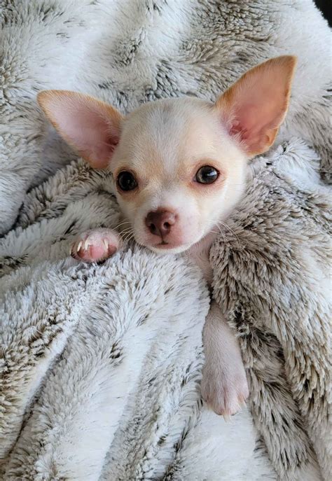 Chihuahua Puppies For Sale In Arizona