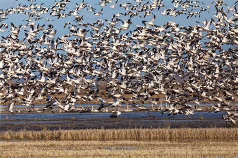 Snow geese migration stock photo. Image of migrating - 168903022