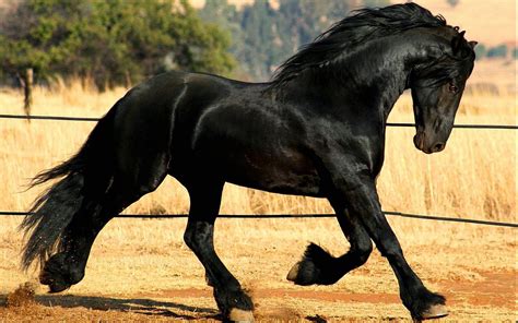 Friesian Horse Wallpaper (59+ images)