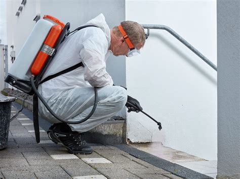 Things to Consider Before Hiring a Mold Removal Company