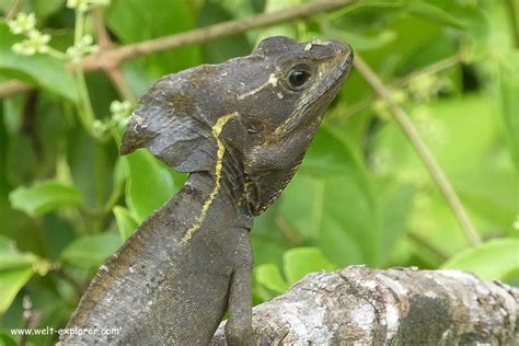 Wildlife im Tortuguero Nationalpark in Costa Rica - Welt Explorer