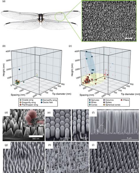 Nanoscale topography of insect wing surfaces and their synthetic ...