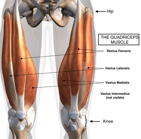 Esguince del cuádriceps del muslo: quiropráctica - Clínica de ciática