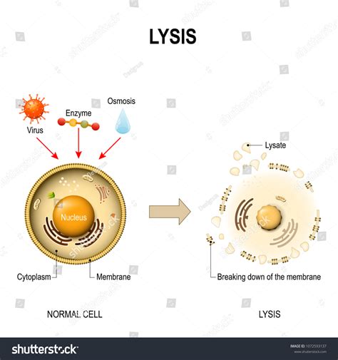 Lysis Breaking Down Membrane Cell Virus Stock Illustration 1072593137 ...