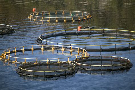 Aquatic Ecosystems and Fisheries Management - Reaseheath College