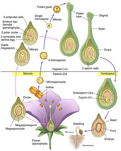 Angiosperm Life Cycle Diagram Of Life Cycle Of Flowering Plant With | Images and Photos finder