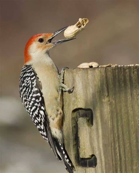 Collection 95+ Pictures Pictures Of Woodpeckers In Ohio Stunning