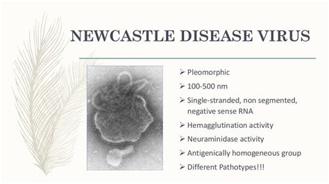 Newcastle disease outbreak in region III by Dr E Lapuz