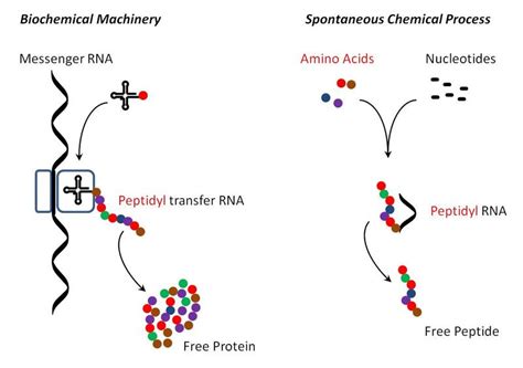 Formation of complex biomolecules from simple biochemical building blocks - Innovations Report