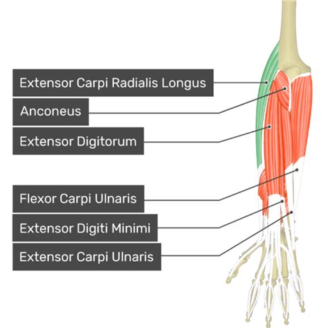 Extensor Carpi Radialis Longus | GetBodySmart