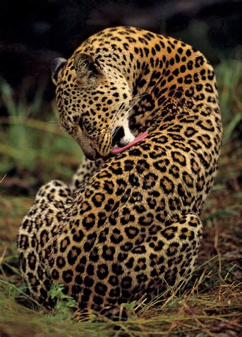 Leopard | Description, Habitat, & Facts | Britannica