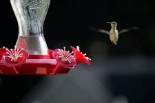 Tiny Hummingbird At Feeder Free Stock Photo - Public Domain Pictures