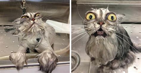 10+ Hilarious Pictures Of Wet Cats